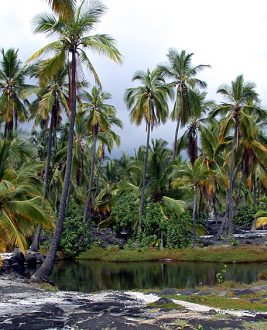 В окрестностях деревни Pu'uhonua o Honaunau.