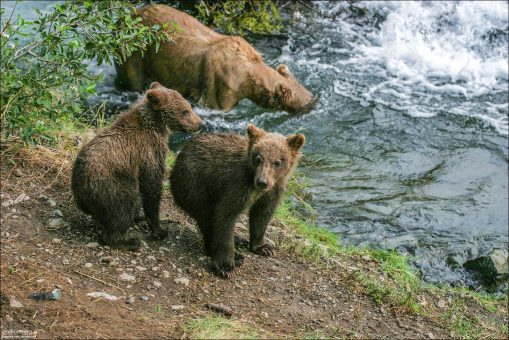 Мама ловит рыбу, а медвежата балуются на берегу.