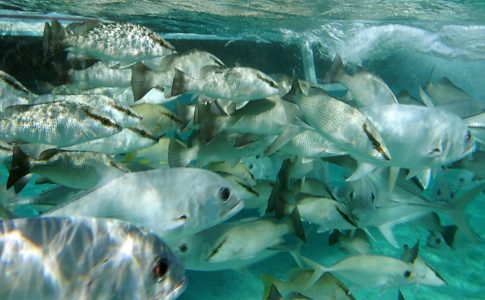 Толпа Horse-eye Jacks и люцианов у днища катера. Coral Gardens.