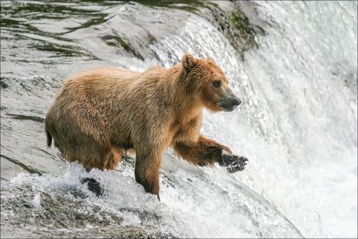 Медведица на вершине водопада.