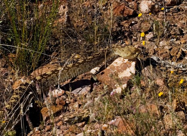 Удирающая через кусты чернохвостая гремучка (Blacktail Rattlesnake).