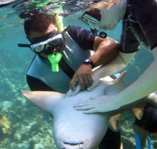 Катя с гидом делают акуле-няньке массаж сердца :) Shark and Ray Alley, Барьерный риф.