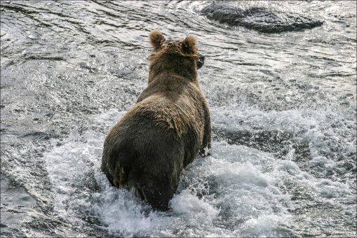 Мишка с отъевшимся з..., ой - крупом :)