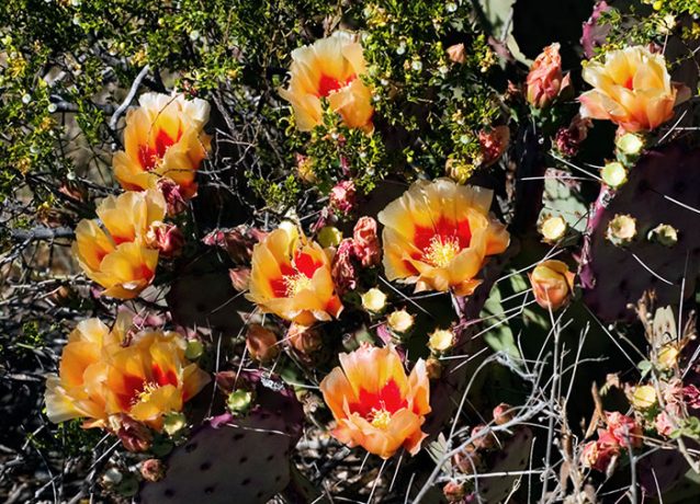 Двухцветные бутоны грушевидного кактуса.