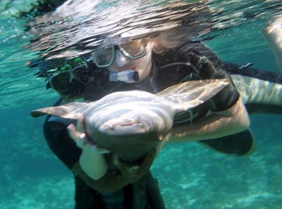 Акула-нянька балдеет в объятьях. Shark and Ray Alley.