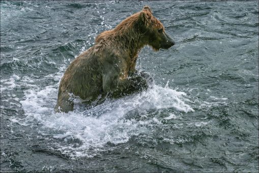 Погоня за лососем.