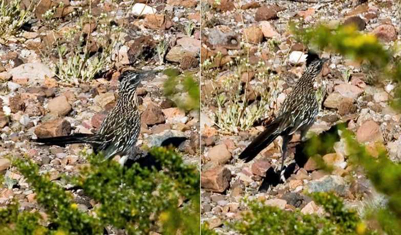 Дорожная кукушка в бегах (Roadrunner).