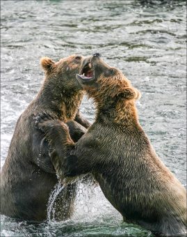 "Драка". Драка двух свирепых медведей за рыбное место.