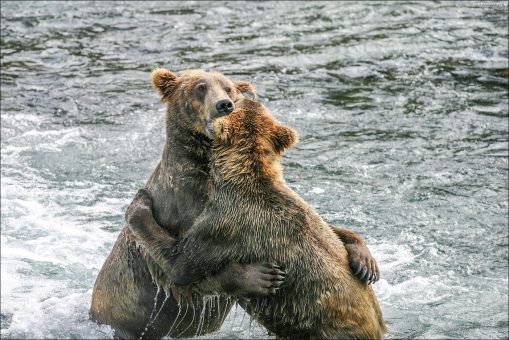 "Потанцуем?" Что самое вкусное у партнера по танцам? Правильно – ухи! :) Именно зажевыванием ушей друг у друга и занимаются эти два прелестных экземпляра медвежьего мира. Стоять оба могут с трудом, опершись на товарища. Хорошая была накануне вечеринка.