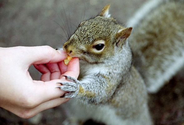 Помогая голодающим... Boston Common Park.