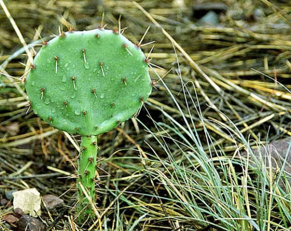 Молоденький грушевидный кактус.