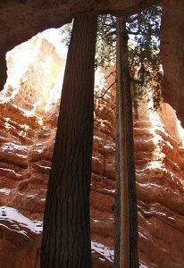 Сосны "Дугласа" в узком каньоне "Wall street".