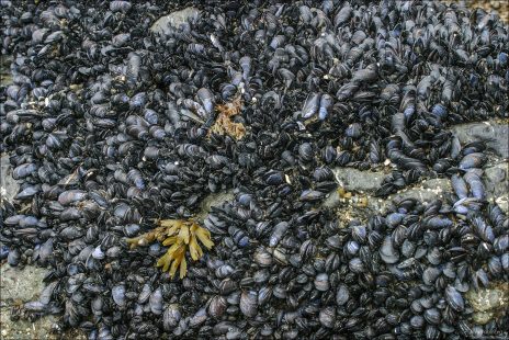 Колония мидий на берегу.