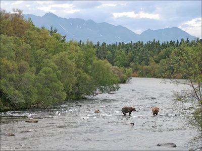 Медведи в реке Brooks river, высматривающие лосось.