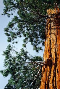 Солнечный лучик на коре секвойи.