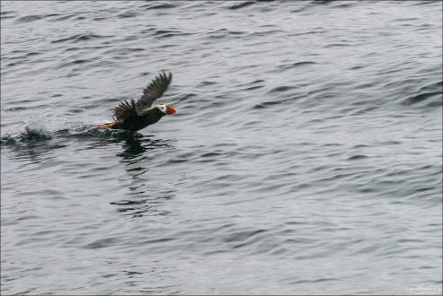 Разгоняющийся и взлетающий топорок (Tufted puffin).