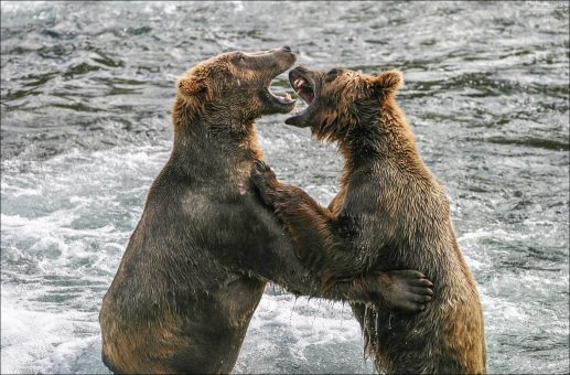 На каждого клыкастого найдется еще более клыкастый.