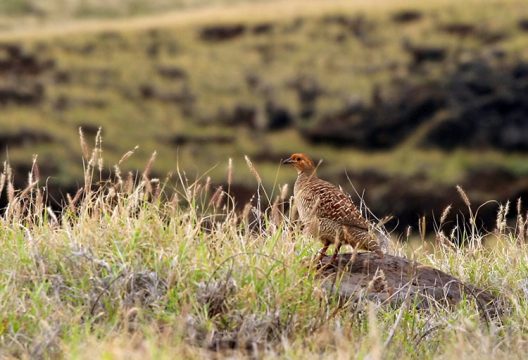 Самочка фазана, почти сливающаяся с фоном (Ring necked Pheasant female).