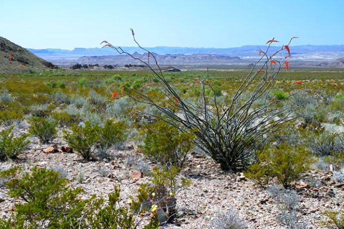 Типичный пейзаж вдоль дороги Ross Maxwell scenic drive.