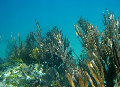 Люцианы на лужайке в коралловом лесу.