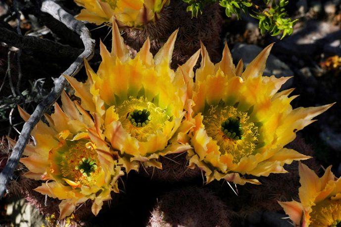 Бутоны радужных кактусов.