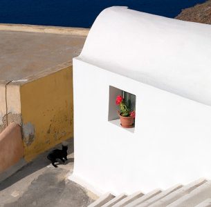 Цветок для профессора Плейшнера :)