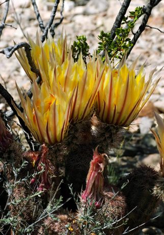 Семейство радужных кактусов (Rainbow Cactus).