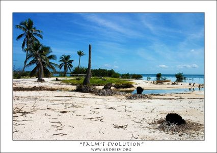 "Пальмовая эволюция".