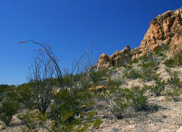 Зацветающие кусты окотилло на тропе Chimneys trail.