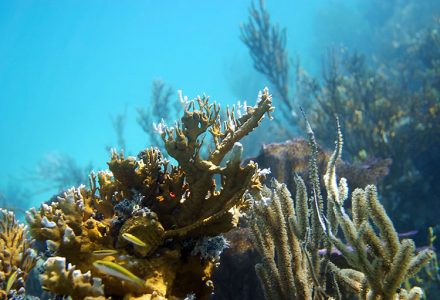 Коралловая стена, состоящая из разных видов.