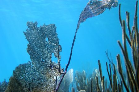 Подводные папоротники. Атолл Turneffe.