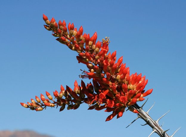 Распустившийся цветок окотилло.