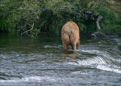 Отношение медведей ко всем остальным.