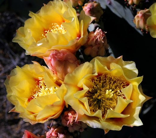 Классические бутоны грушевидного кактуса.