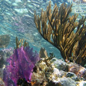 Самый верхний слой кораллового рифа.