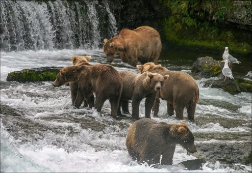 Медведи собрались под водопадом в ожидании лососей.