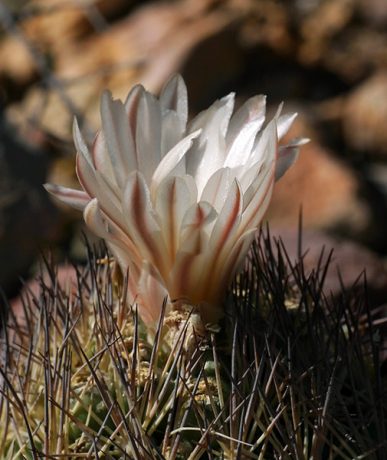 Игольная подушечка с цветком.