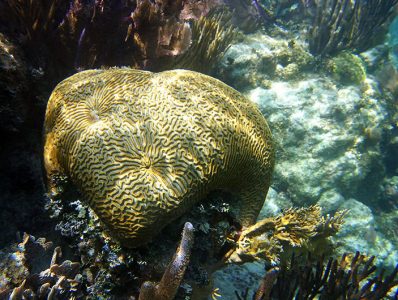 Мозговой коралл (Brain coral); ширина - 3 метра; продолжительность жизни - 200 лет.