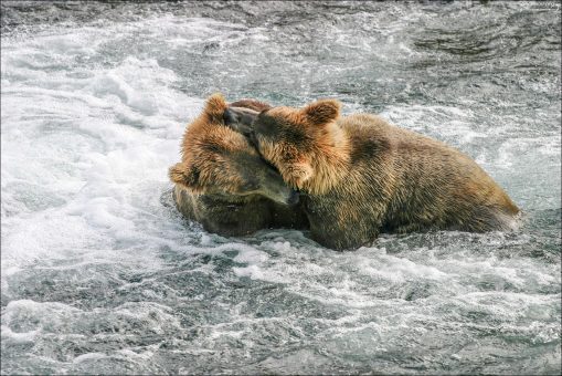 Медведи Инь и Янь.