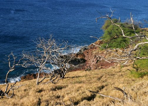 Сухие деревья на южном склоне вулкана Халеакала.