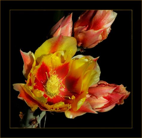 Бутон грушевидного кактуса с пыльцой.