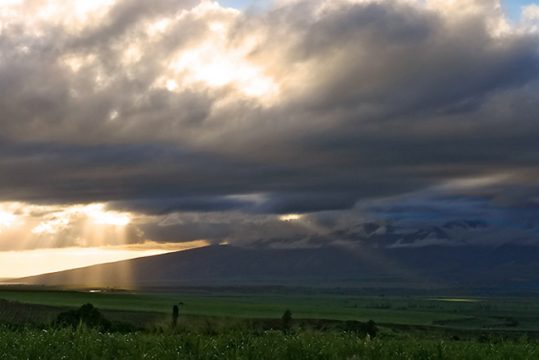 Просторные пастбища около высокогорной деревушки Makawao.