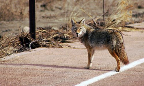 Позирующий койот с роскошным хвостом.