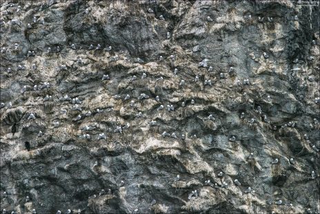 Гнездящиеся птицы на скалистом острове Gull Island.