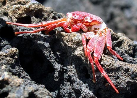 Красный краб на каменном пляже Kapa'a.