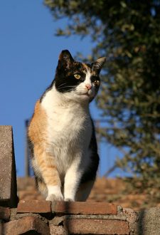 Колизейский кот.