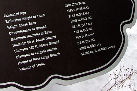 Краткая информация о секвойе "The General Sherman tree". Обратите внимание на возраст!!!