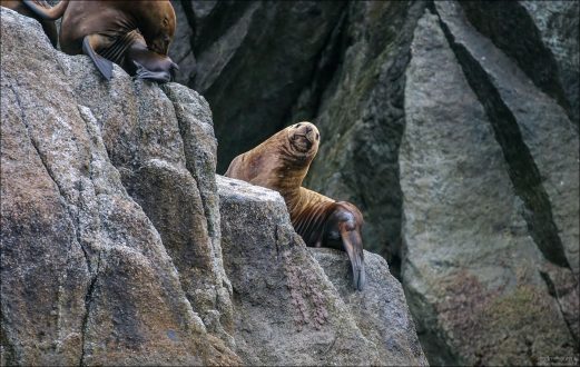 Любопытная самка сивуча.