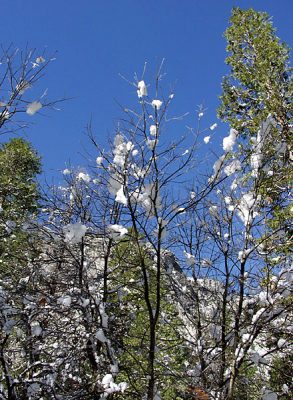 Зимний лес вдоль тропы "Mirror lake".