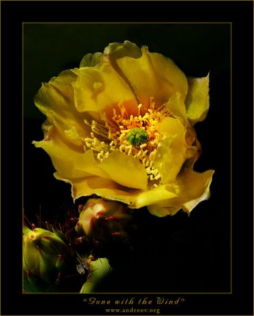 "Унесенный ветром". Этот симпатичный цветок грушевидного кактуса произрастал в пустыне Чихуахуан, в национальном парке «Биг Бенд» на границе с Мексикой. Во время съемок поднялся такой сильный ветер, что многие цветы не выдержали, и сорвались с насиженных мест. Так появилось название фотографии.